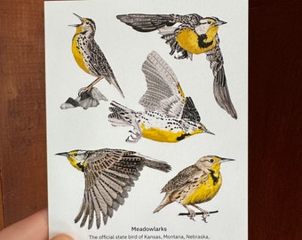 Western Meadowlarks Greeting Card