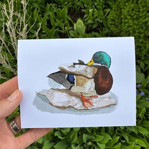 Canard colvert au lissage Carte de vœux