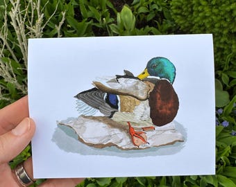 Preening Mallard Duck Greeting Card