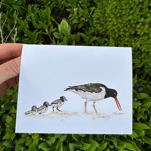 American Oyster Catcher Carte de vœux