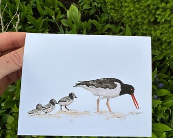American Oyster Catcher Greeting Card