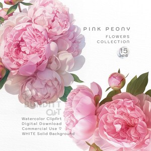 15 Pink Peony ClipArt watercolor |  Blush Peony Flower | Peony Illustration, Wedding Floral Digital Download | Scrapbooking | Junk journal