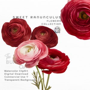 Sweet Ranunculus ClipArt | Watercolor Clipart | Flower Clipart | Floral PNG | Digital Download | Transparent Background | Commercial Use