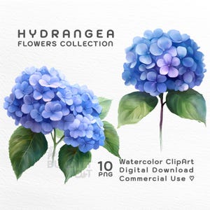 Blaue Hortensie Blumen Aquarell Clipart PNG | Transparenter Hintergrund | Digitaler Download | Grußkarten | DIY Projekte | Papierkunst