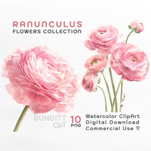 Aquarell rosa Ranunkel Blumen | ClipArt | Digitaler Download | Hochzeitseinladungen Grußkarten | Kreative DIY-Projekte | PNG