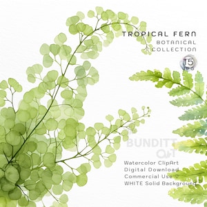 15 clipart fougère tropicale | Lot de cliparts fougères aquarelle | Feuilles botaniques | JPG | Haute qualité | Fond blanc | Utilisation commerciale