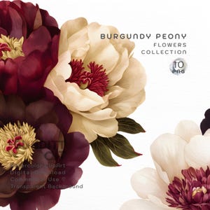 Burgunder Pfingstrose Clipart | Dunkelrote Aquarell Blumen | Blumen PNG | Digitales Design | Vintage botanisches Aquarell | Transparenter Hintergrund