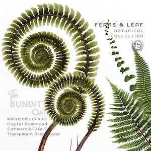 Clipart fougère botanique | Clipart aquarelle | Téléchargement numérique | PNG | Fond transparent | Créations en papier| Journal indésirable | Utilisation commerciale