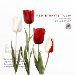 Red and White Tulip Clipart | Tulip Flowers | Digital Download | Watercolor | Paper Craft | PNG | Transparent Background | Commercial Use |