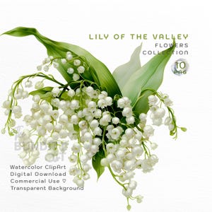Clipart aquarelle de muguet | Ensemble PNG de fleurs de muguet – Fond transparent | Haute qualité | Utilisation commerciale