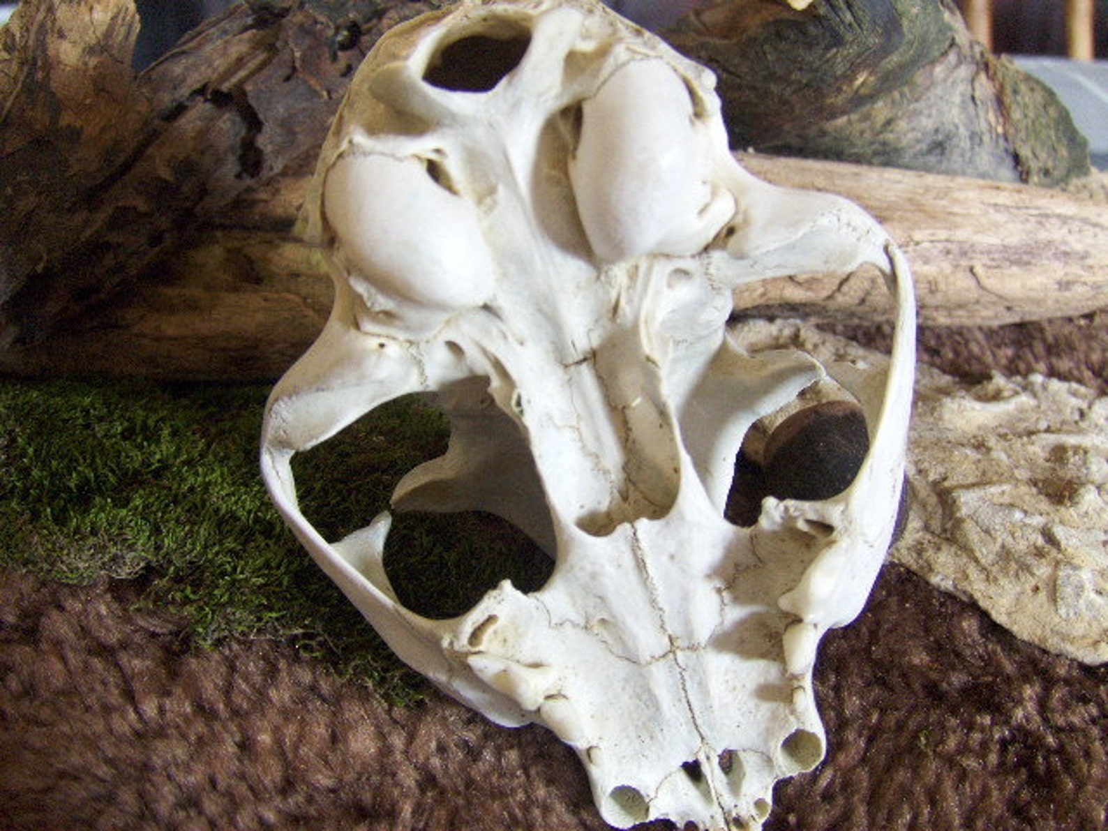 Real Skull Small Wild Animal with Teeth Etsy