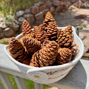 Colorado Natural Pine Cones