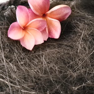 以下が含まれることがあります： オレンジ色の中心を持つ2つのピンク色のプルメリアの花が、暗く質感のある表面に置かれています。 花には複数の花びらがあり、満開で、繊細な色を示しています。 背景は濃い繊維と明るい繊維の混合です。