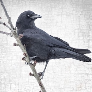 Crow Perched On A Branch Photograph, Antique Silvery Grey Texture, Signed Fine Art Print