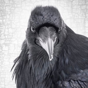Raven Ruler - Signed Fine Art Photograph by June Hunter, Raven Portait, Black and White, Minimalist