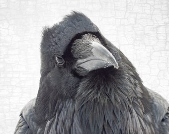The Thinker - Signed Fine Art Raven Photograph by June Hunter, Raven Portraiture