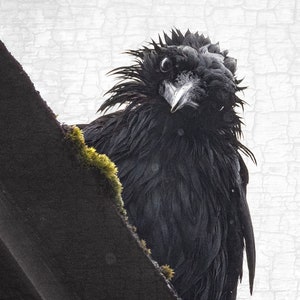 Frazzled 2/Too Crow - Signed Fine Art Photograph by June Hunter, Personality Filled Crow Portrait, Black and White, Minimalist