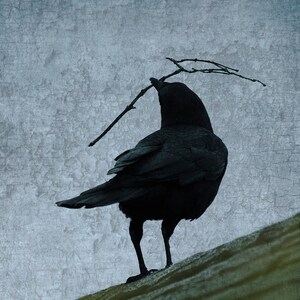 Nest Building Crow Fine Art Photograph, Sky Blue Antique Texture, Signed Print