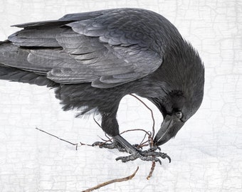 Nesting Raven Fine Art Photograph – Black and White Portrait, Minimalist