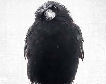 Philosopher Crow Fine Art Photograph – Signed Minimalist Bird Portrait