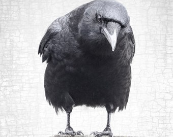 The Professor Crow Portrait – Signed Black and White Fine Art Photograph