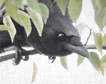 SECRET CROW — Crow Portrait with Antique Texture-Signed Fine Art Photograph