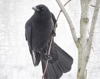 HANG IN THERE Crow Portrait Fine Art Photograph – Signed Bird Home Decor