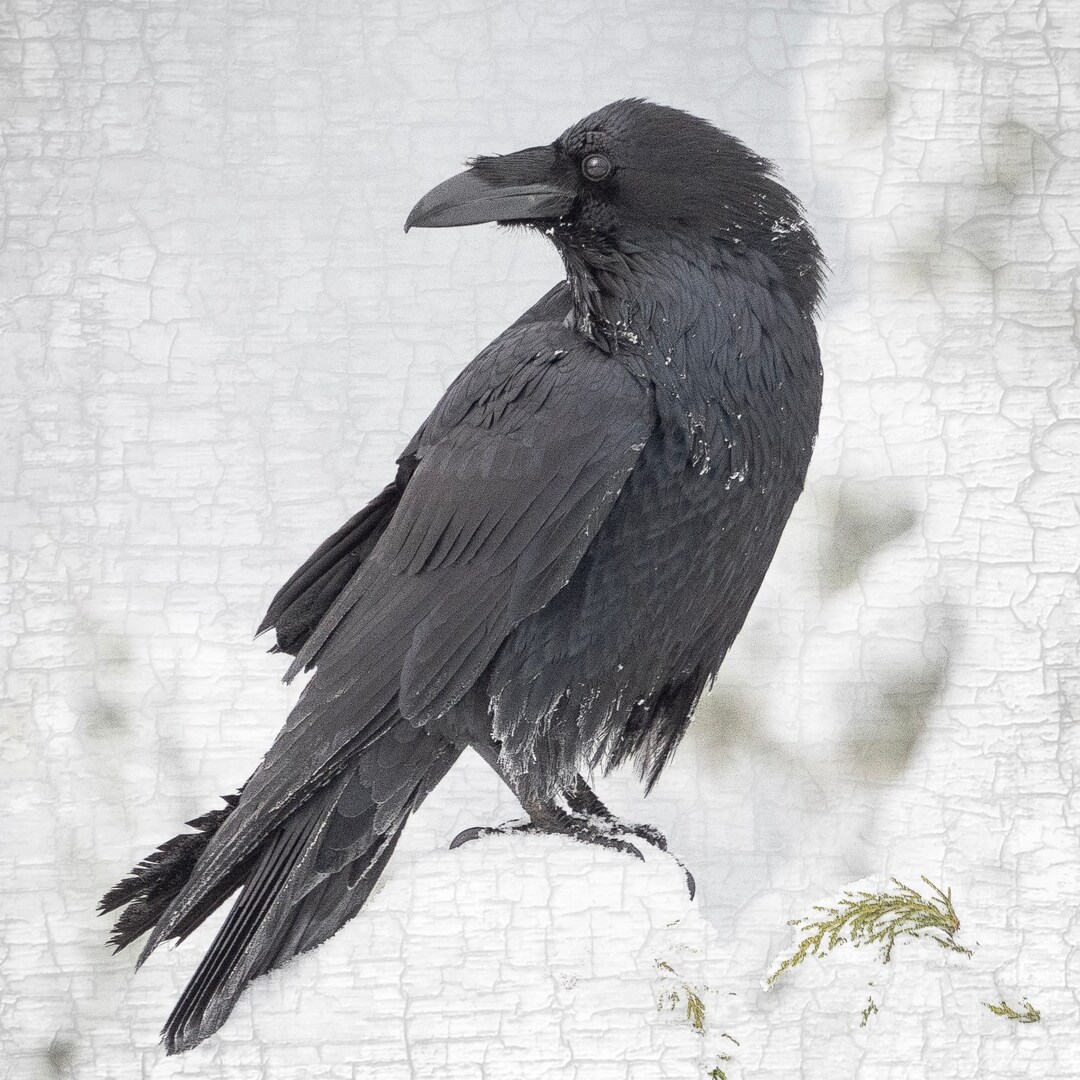 Raven Looks Back — Signed Fine Art Photograph by June Hunter
