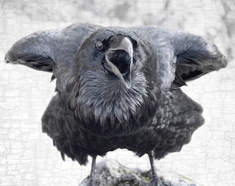 ELBOWS UP! RAVEN Signed Fine Art Photograph by June Hunter, Black and White
