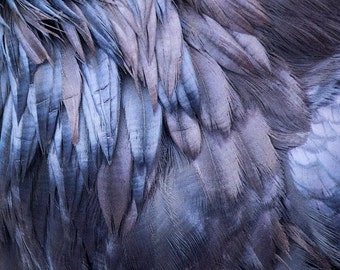 Raven Feather Close Up, Throat Feathers in Glowing Blue and Purple - Signed Fine Art Print by June Hunter, Crow Lover Gift