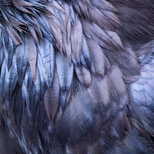 Raven Feather Close Up, Throat Feathers in Glowing Blue and Purple - Signed Fine Art Print by June Hunter, Crow Lover Gift
