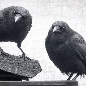 Judgemental Crows with Antique Silvery Grey Texture, Romantic Gift - Signed Fine Art Photograph by June Hunter