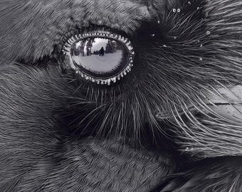 Raven Eye Fine Art Photograph – Detailed Close Up, Signed Print