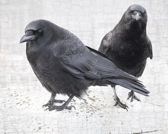 Stronger Together Crow Portrait Fine Art Photograph – Signed Print