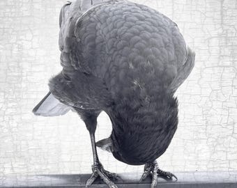 Crow Photograph — Title: New Perspectives — Signed Fine Art Photographic Portrait