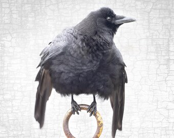 Ceremonial Crow Signed Portrait Fine Art Photograph – Black and White Minimalist Print