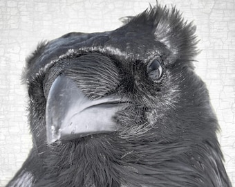 RAVEN SKEPTIC — Signed Fine Art Photograph by June Hunter, Black and White