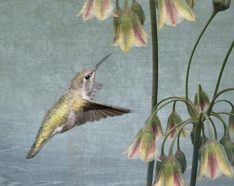 Anna's Hummingbird Fine Art Photograph, Sky Blue Floral Print