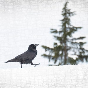 Raven Strut - Signed Fine Art Photograph by June Hunter, Black and White