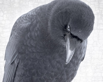 Crow of Discernment Portrait Fine Art Photograph – Signed Bird Print, Home Decor