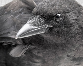 First Summer — A Crow Fledgling  - Signed Fine Art Crow Photograph by June Hunter