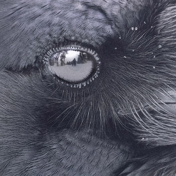 In the Eye of a Raven - Detailed Close Up with Artist Reflected in Raven's Eye, Signed Fine Art Photograph by June Hunter