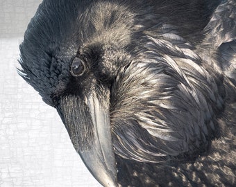 Portrait of a Raven in Sunshine — Title: Luminous — Signed Fine Art Photographic Portrait