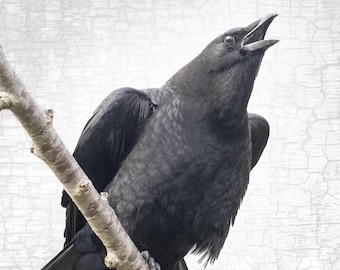 Speak Out Crow Portrait Fine Art Photograph – Signed Bird Print, Home Decor