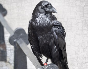 Tower of London Raven Art Print – Signed Black and White Photograph