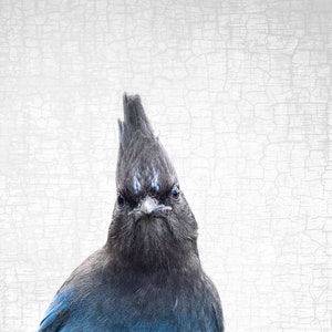 The Steller&#39;s Jay of Judgment — Signed Fine Art Photo Collage by June Hunter