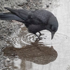 Time For Reflection - Signed Fine Art Photograph by June Hunter, Personality-Filled Crow Portrait, Black and White, Minimalist