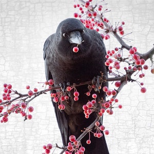May include: A black crow perched on a branch with red berries. The crow is looking directly at the camera and has a berry in its beak.