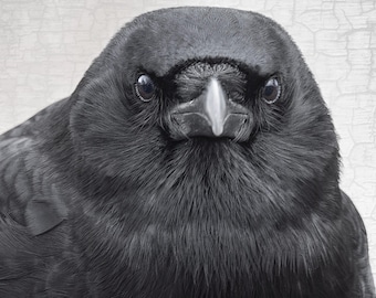 Tenacious Crow Portrait – Signed Fine Art Photograph, Home Decor