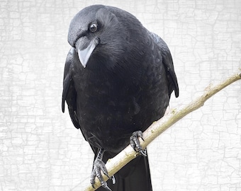 Mindful Crow Portrait Fine Art Photograph – Bird Home Decor, Signed Print